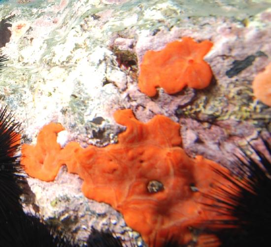  Spirastrella cunctatrix (Orange Ray Sponge)